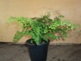 Adiantum capillus (avenca)